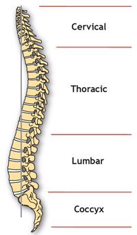 The spinal column showing the 4 different regions &ndash; from top, cervical, thoracic, lumbar, coccyx